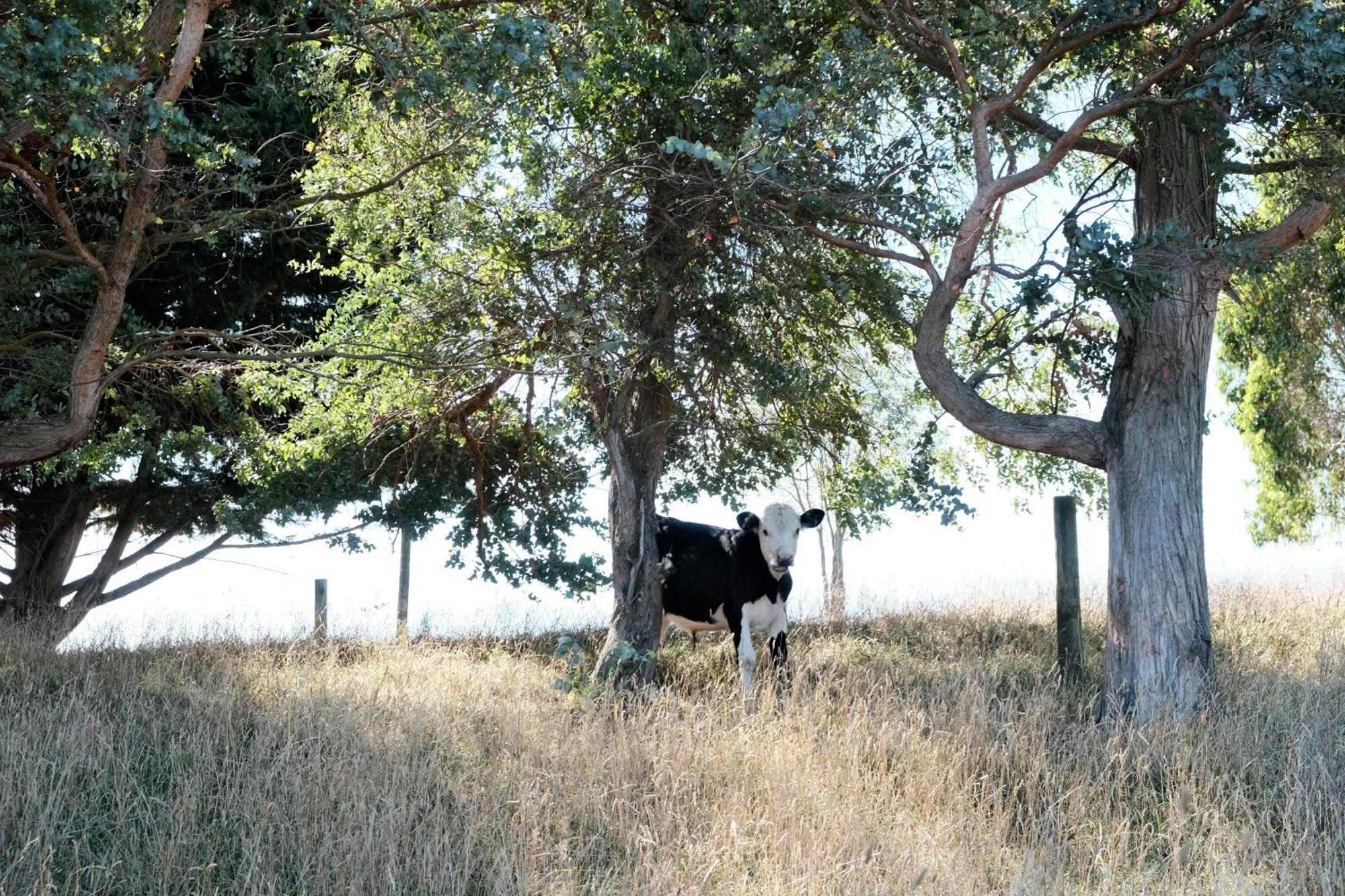 A Cabin With A Big View, Comfort And Tranquility, Close To Vines Martinborough Eksteriør bilde